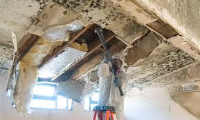 Why You Should Choose Our Mold Remediation Services in Reynoldsburg, OH